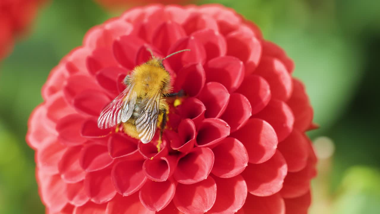 A bee collects pollen from a vibrant red flower, showcasing pollination and nature’s cooperation