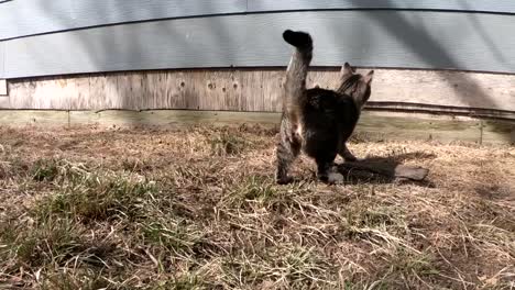 slow motion - tabby cat trying to catch a fly in the backyard of a home in the country on a sunny day near alberta canada