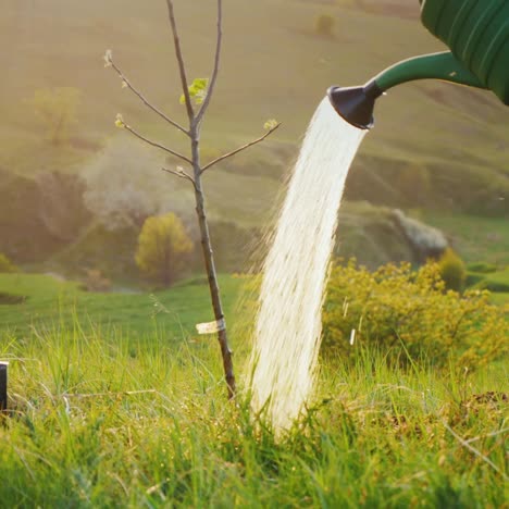 watering a tree from a watering pad