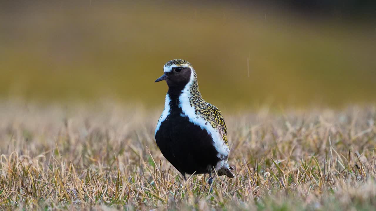 Golden plover in rain, 4k high detail