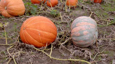 dos calabazas grandes con una que tiene marcas variadas