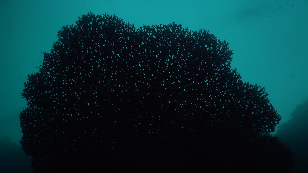 Big table coral filmed from underneath against the light with blue ocean surface as background