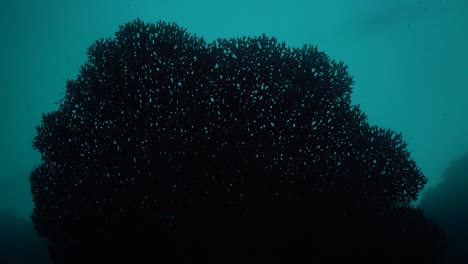 big table coral filmed from underneath against the light with blue ocean surface as background