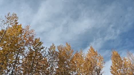 autumn splendor: aspen gold against prince george's blue skies