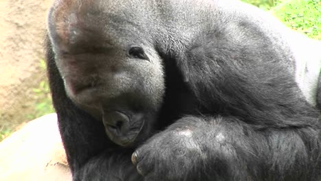 Ein-Gorilla-Frisst-Und-Schaut-Sich-Um