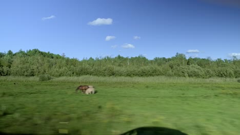 Blick-Aus-Einem-Autofenster-Mit-Tieren-Im-Land-An-Einem-Sonnigen-Tag