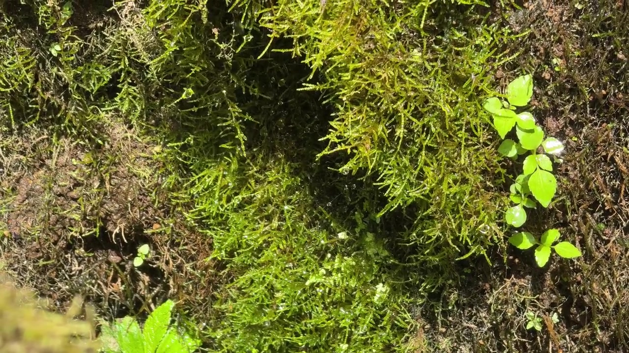 Acqua che gocciola su muschio verde lussureggiante nella foresta