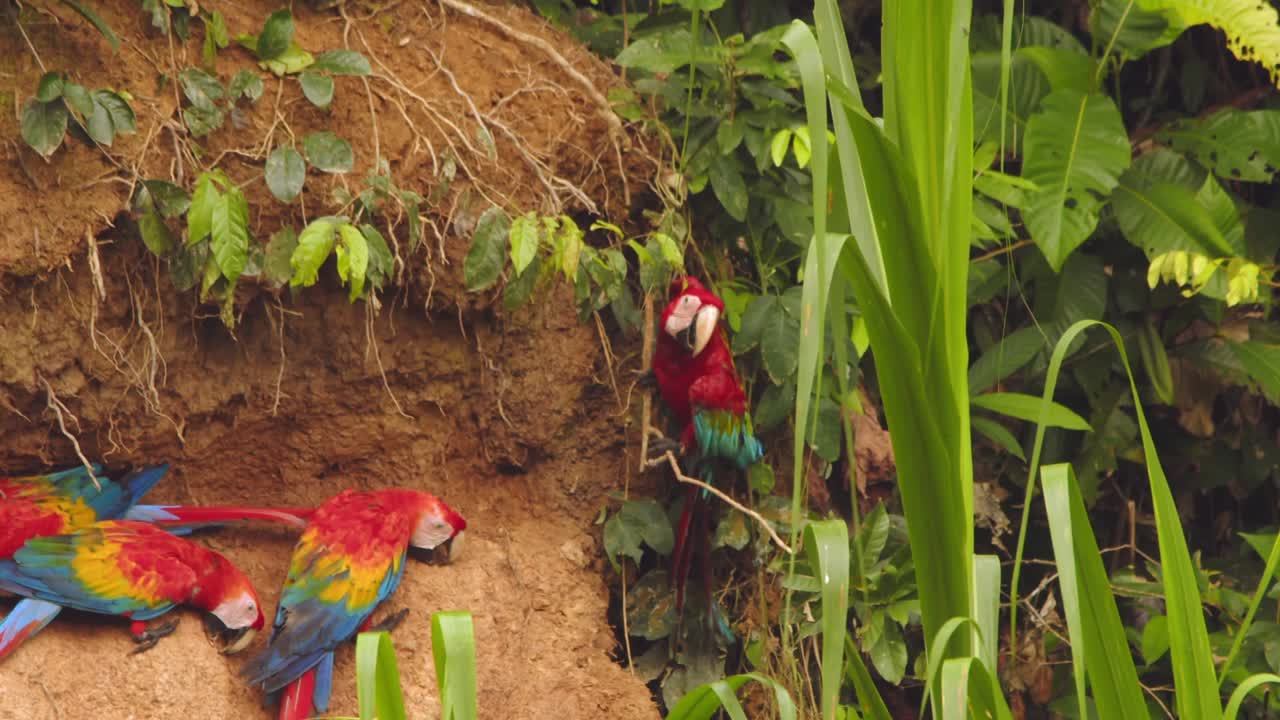 Mixed flock of Scarlet and Red-Green Macaws feeding on clay, some take off, others remain at Chuncho clay lick