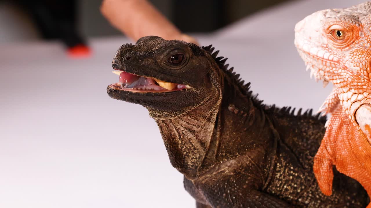 Un lagarto dragón vela oscura come un gusano de harina en un estudio con iluminación brillante