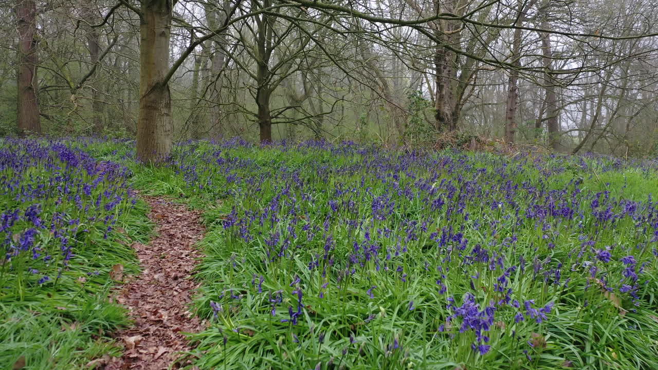 vuelo de deslizamiento bajo hasta la rodilla sobre campanillas azules y a través de robles en la niebla