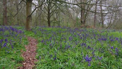 Knee-high-low-skimming-flight-over-bluebells-and-through-oak-trees-in-fog