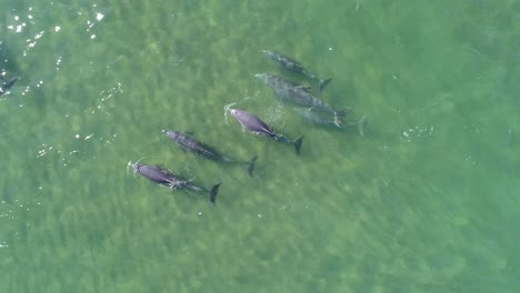 Aerial-top-shot-of-dolphin-pod-swimming-near-surface-of-emerald-green-ocean