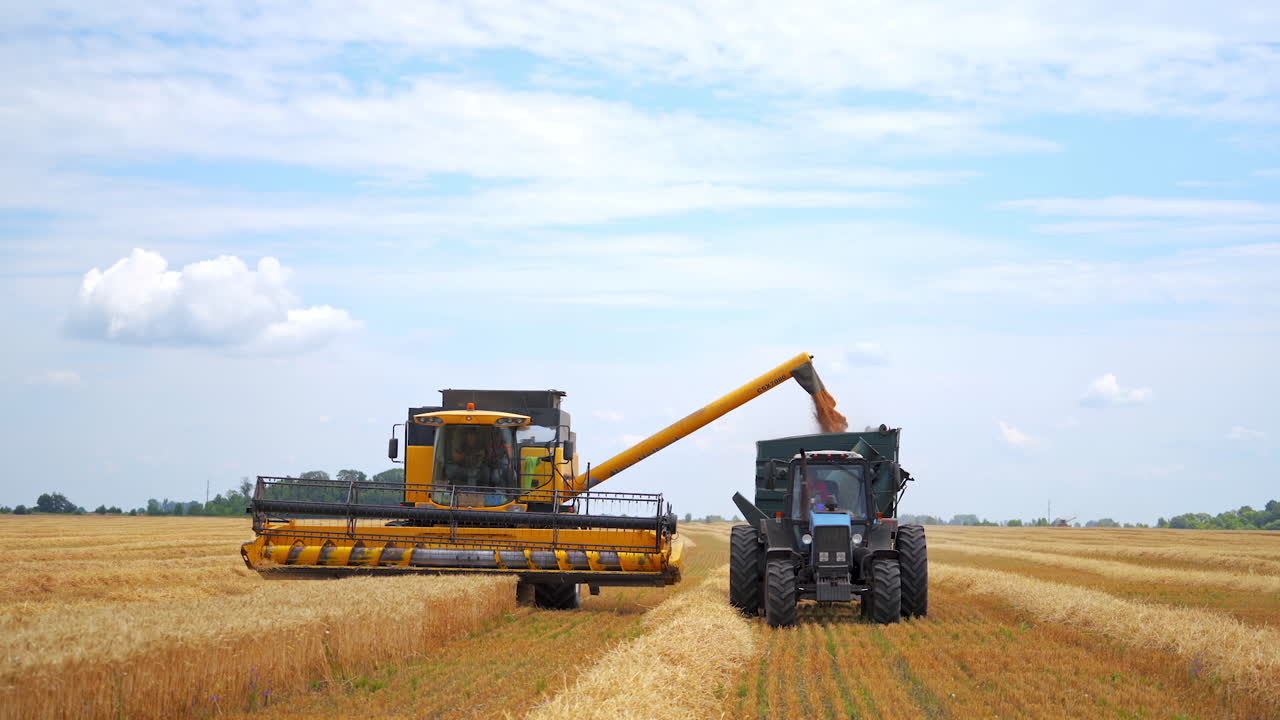 Harvester working in the field. Combine and tractor working on the large wheat field