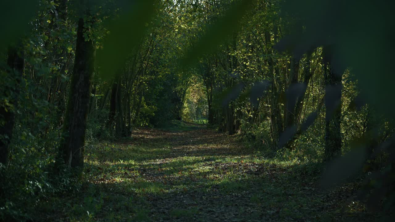 serene sunlit forest pathway lined with trees and foliage at Lonjsko Polje Krapje