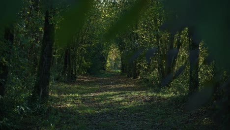 serene sunlit forest pathway lined with trees and foliage at lonjsko polje krapje