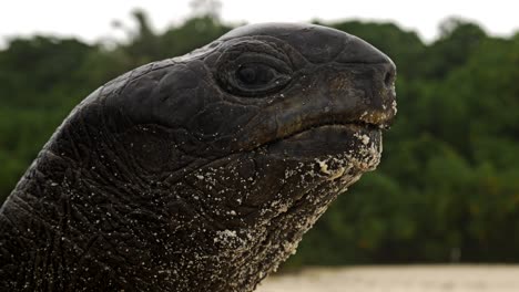 close-up shot of a hawksbill turtle looking around on a beach for an ideal nesting site