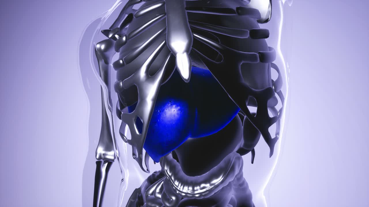 modelo de estómago humano con todos los órganos y huesos