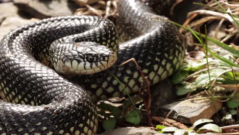 serpiente rey moteada en una posición defensiva después de salir de la hibernación