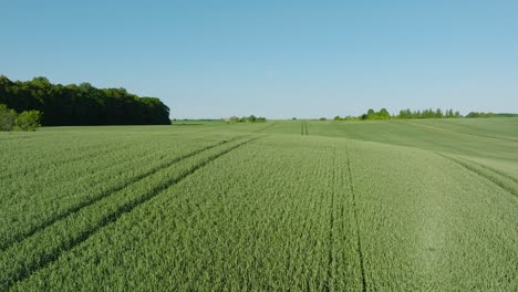 Aerial-establishing-view-of-ripening-grain-field,-organic-farming,-countryside-landscape,-production-of-food-and-biomass-for-sustainable-management,-sunny-summer-day,-drone-shot-moving-forward-low