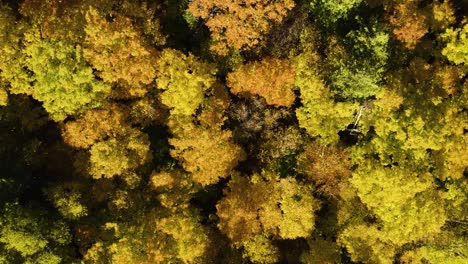 Blick-Von-Oben-Nach-Unten-Auf-Den-Bunten-Herbstwald