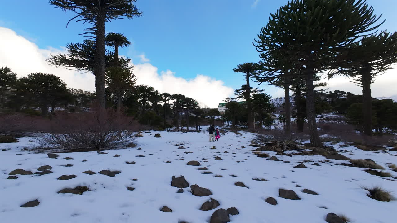 FPV drone weaves through a Caviahue araucaria grove in Patagonia, centering on a mother and daughter exploring the snowy forest beneath Andean ridges on a cold winter day