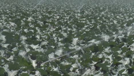 los aspersores riegan un campo de brócoli en el valle de salinas del condado de monterey, california 1