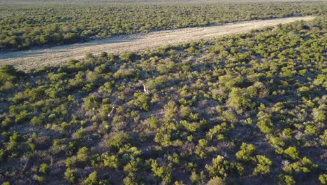 Antenne,-Giraffen,-Die-Zur-Goldenen-Stunde-Durch-Grünes-Buschland-In-Botswana-Laufen