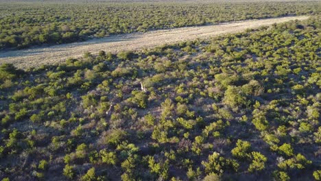 Antena,-Jirafas-Caminando-A-Través-De-Matorrales-Verdes-En-Botswana-A-La-Hora-Dorada