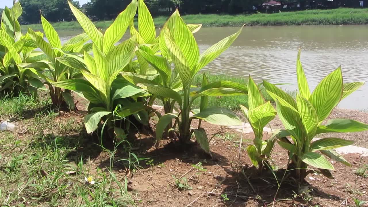 City Garden green flowers are blown by the breeze in the morning.