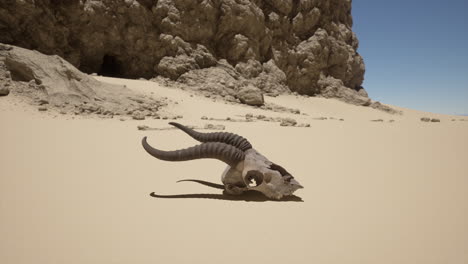 cráneo de animal en el desierto