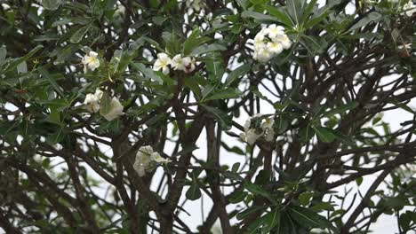 plumeria flowers
at south of thailand