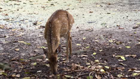 joven venado chital, eje eje con pelaje marrón rojizo marcado por manchas blancas, alimentándose de las cejas en el suelo, movimiento de mano en primer plano