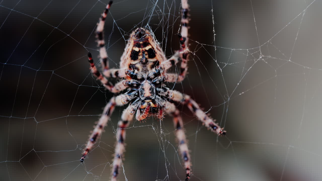 Close up of a spider sitting in its web, showing intricate details of its body and fine silk threads
