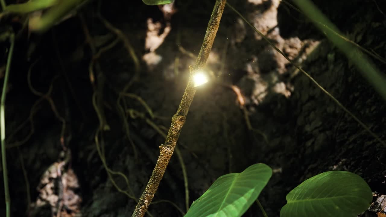 Fairy with Sparkles in Enchanted Forest