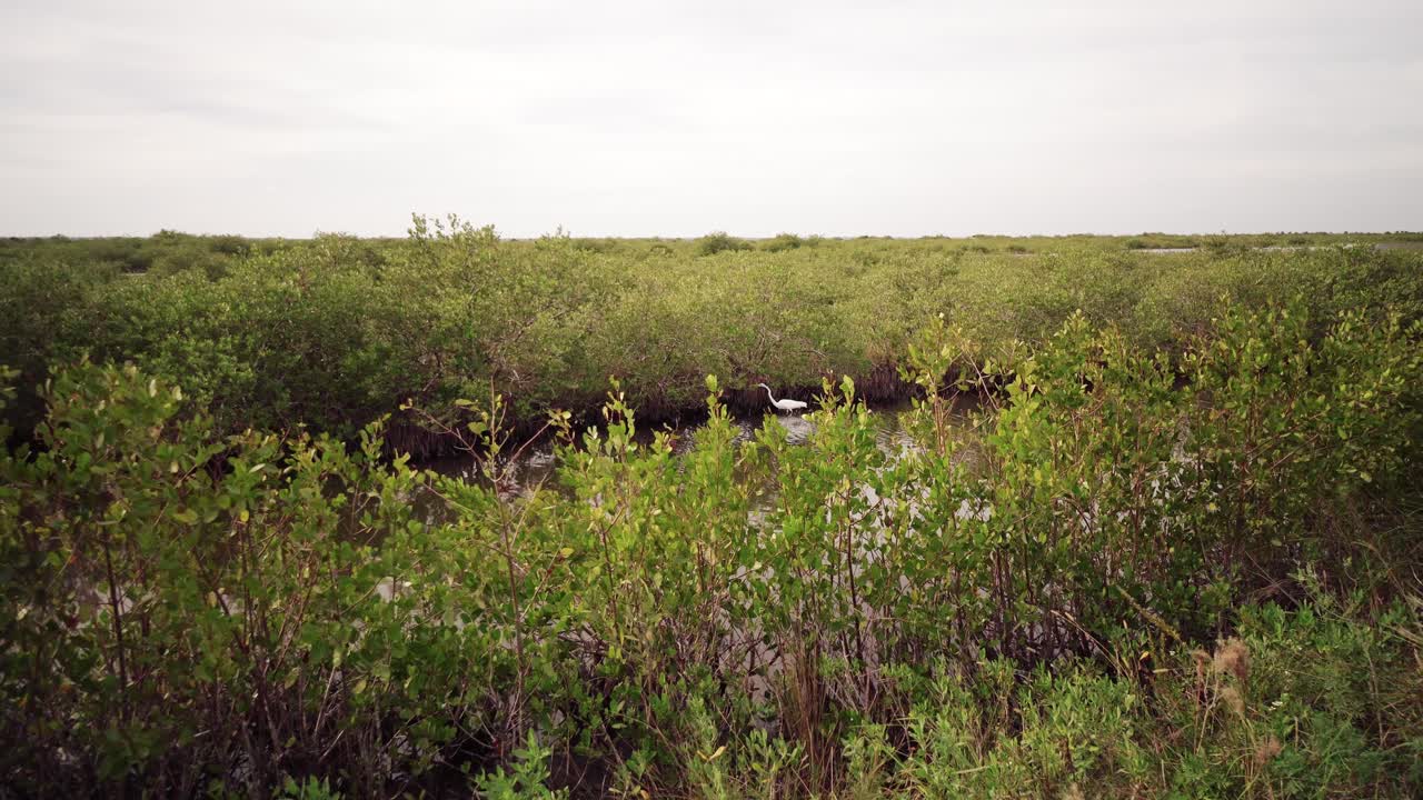 Florida Everglades bird sanctuary