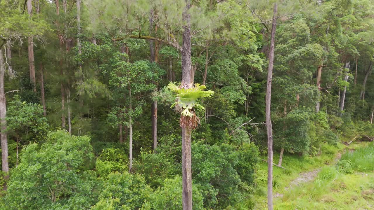 Lush forest with prominent fern tree epiphyte