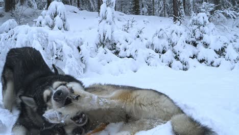 playful huskies fighting and biting each other, in snowy forest, gloomy, overcast, winter day, - handheld, slow motion shot