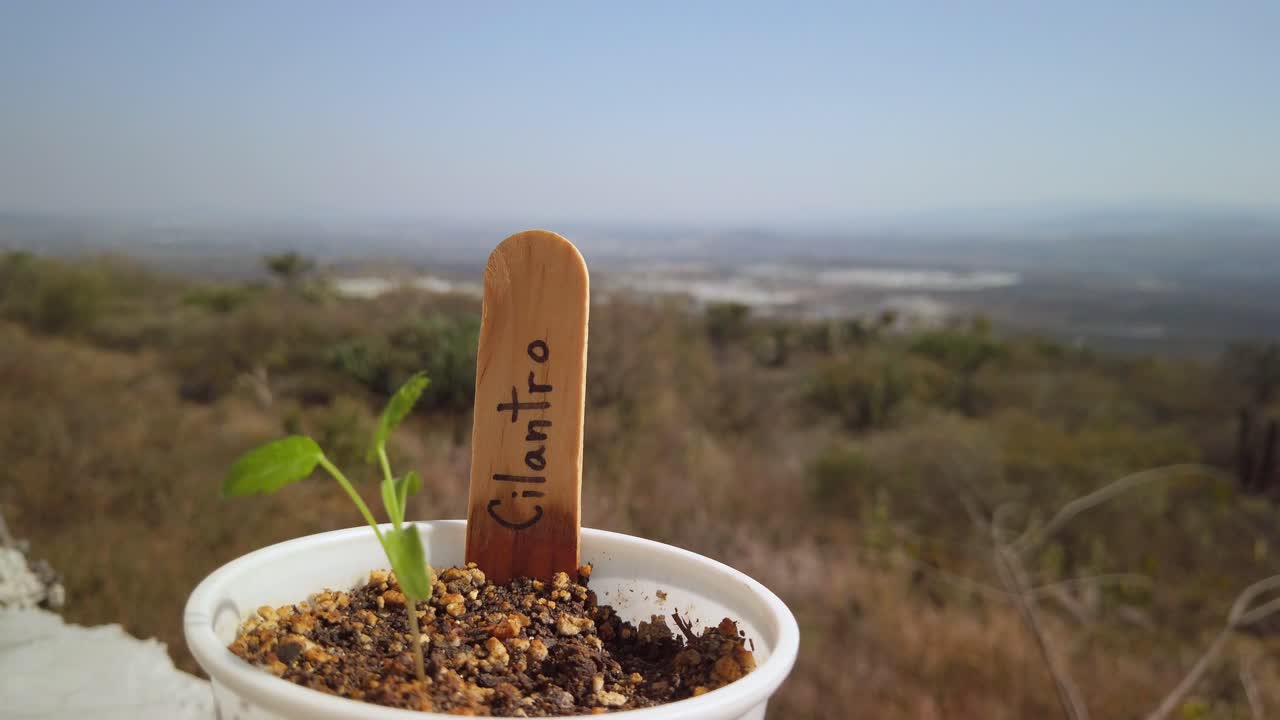 cilantro o cilantro en español, una planta mediterránea aromática de la familia del perejil, cuyas hojas y semillas se utilizan como hierbas culinarias