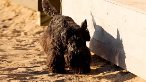 a dog investigates a wooden deck on the beach