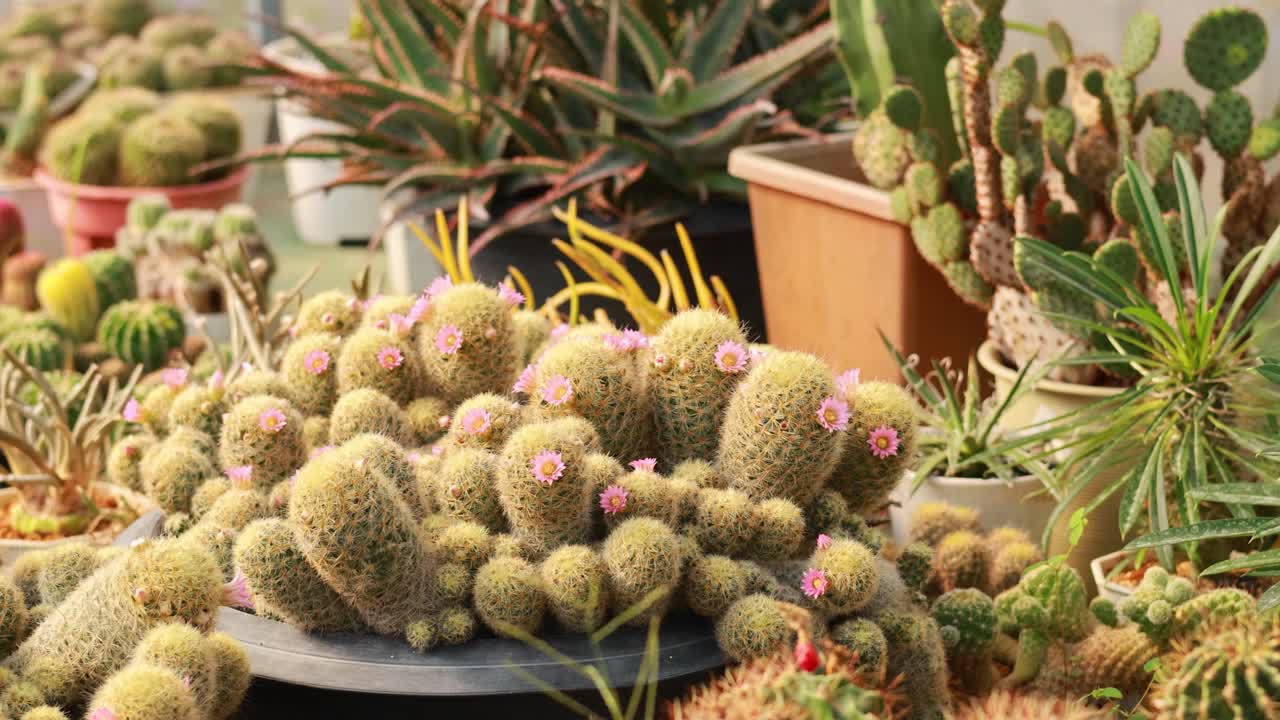 투스 및 수풀 수집