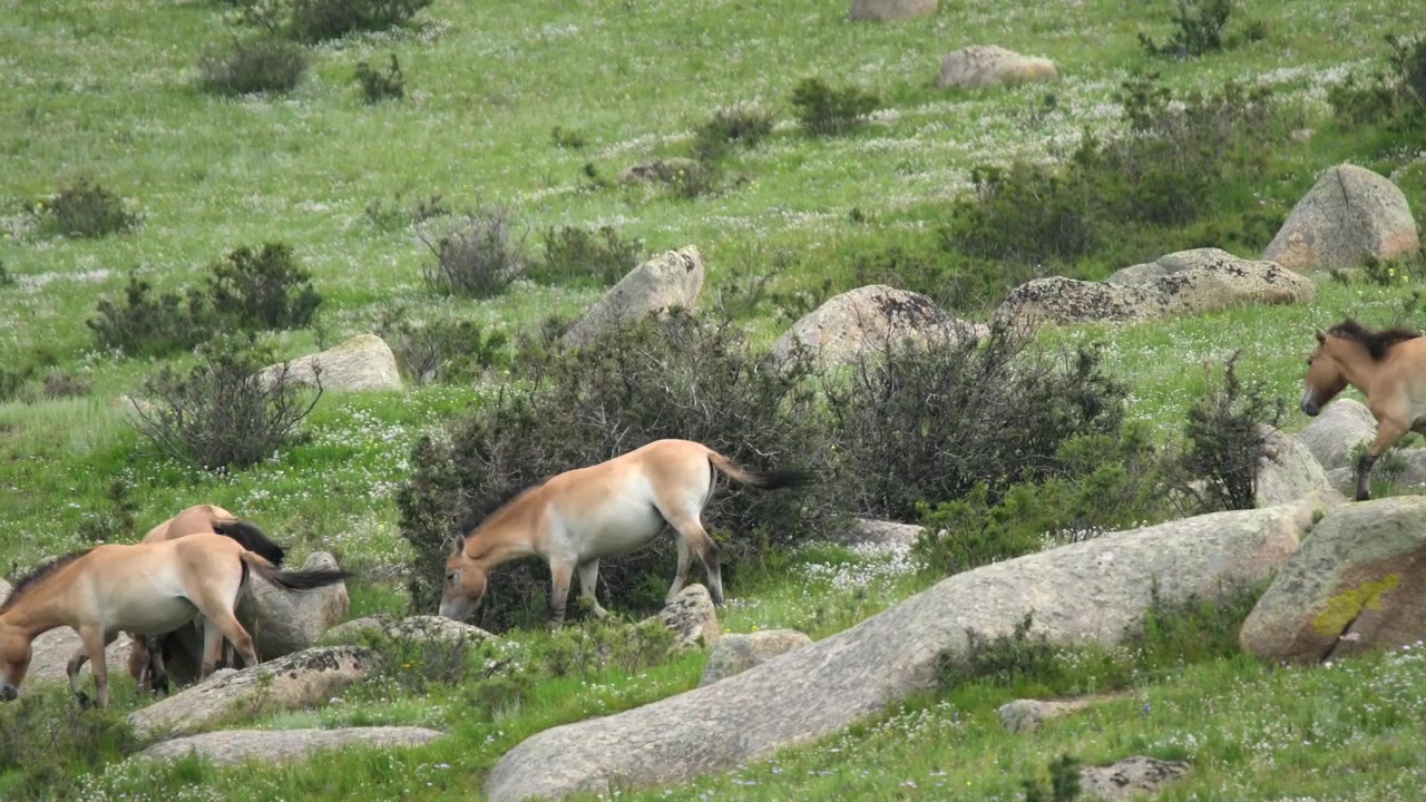 Ngựa Przewalski gặm cỏ trên một đồng cỏ đá ở Mông Cổ
