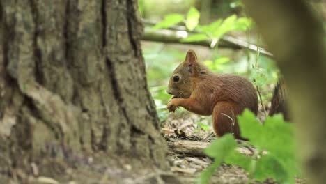 ardilla en el bosque