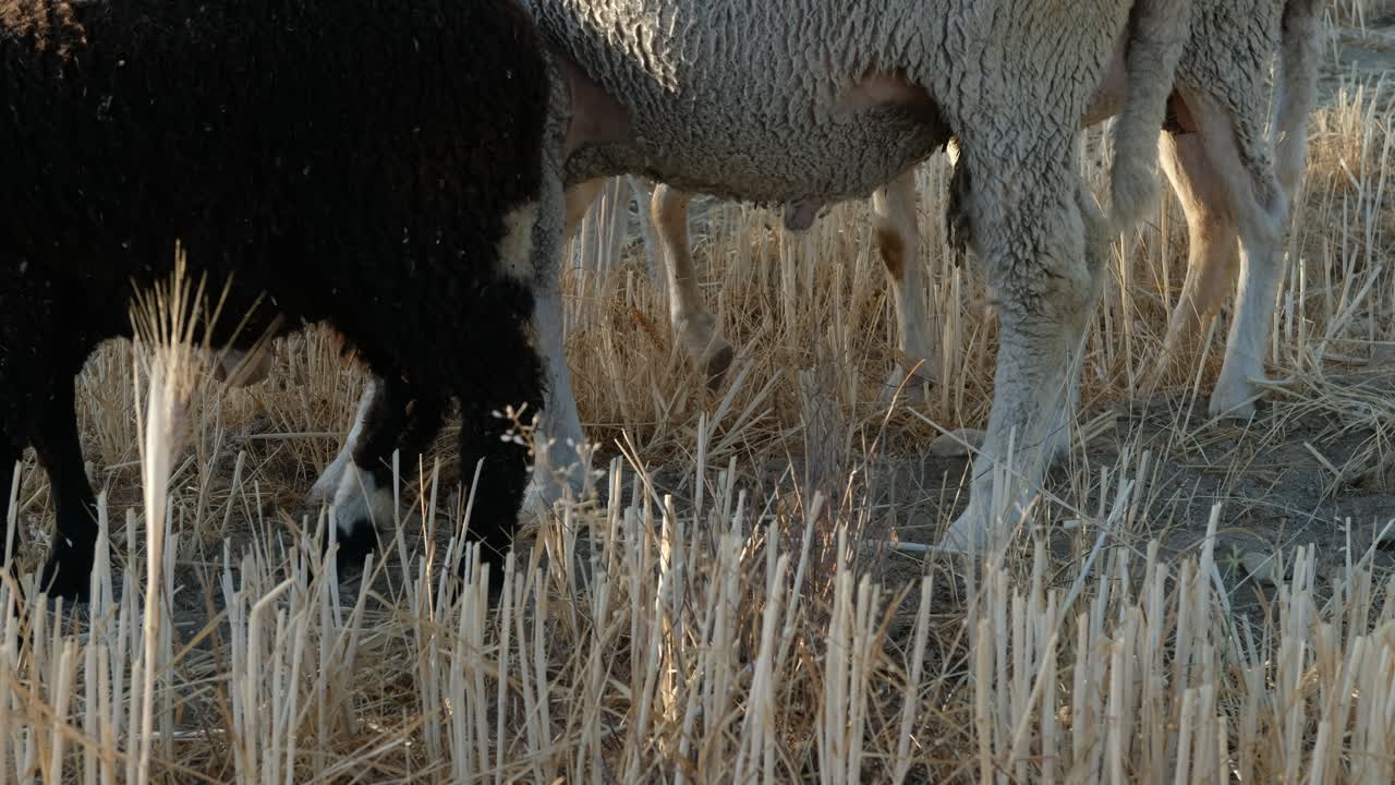 пастбища для выпаса овец