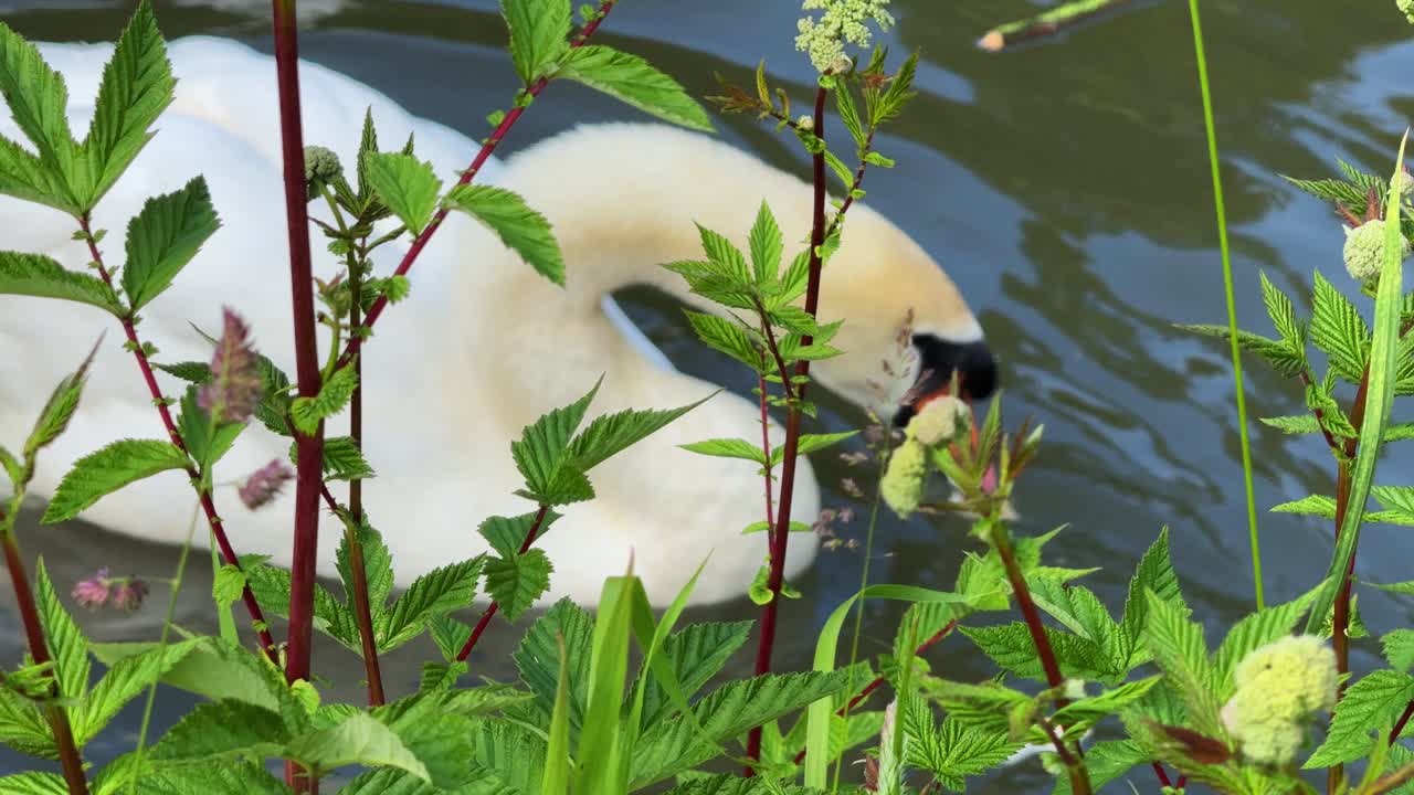 연못 에 있는  백조