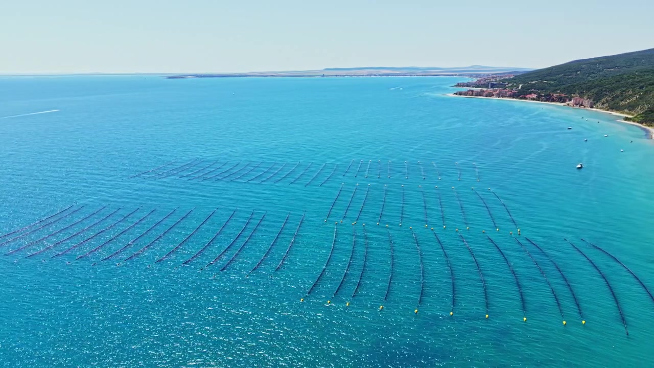 Un allevamento di cozze è visibile nell'acqua con lunghe cime e galleggianti in un'area blu limpida vicino alla riva in una giornata di sole.