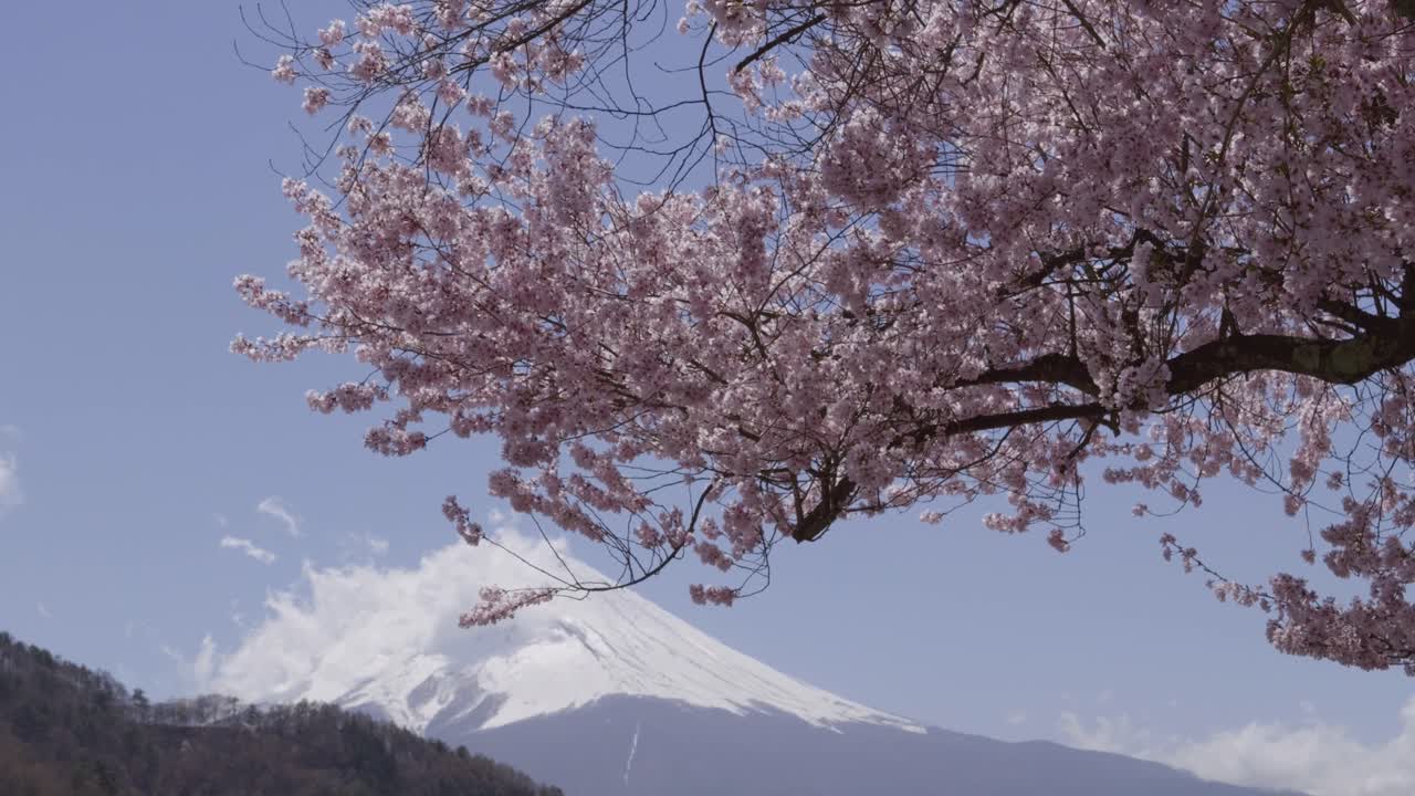 Beautiful Japanese cherry blossoms in full bloom with backdrop of Mt. Fuji