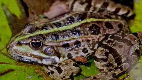 macro shot of wild frog with spotted skin sitting on plant in lake of jungle