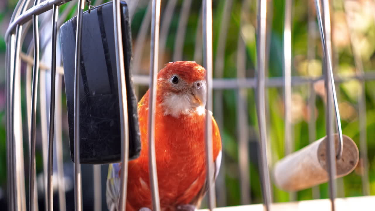 Sun conure parrot in a cage with greenery on the background. Domestic bird. Close up