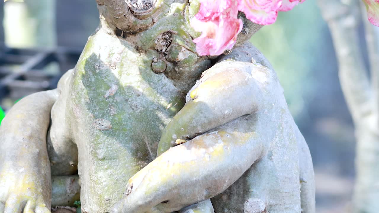 Desert rose plant blooming with vibrant pink flowers in park