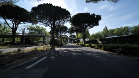 sunny empty road in the city of la grande-motte france with pine trees